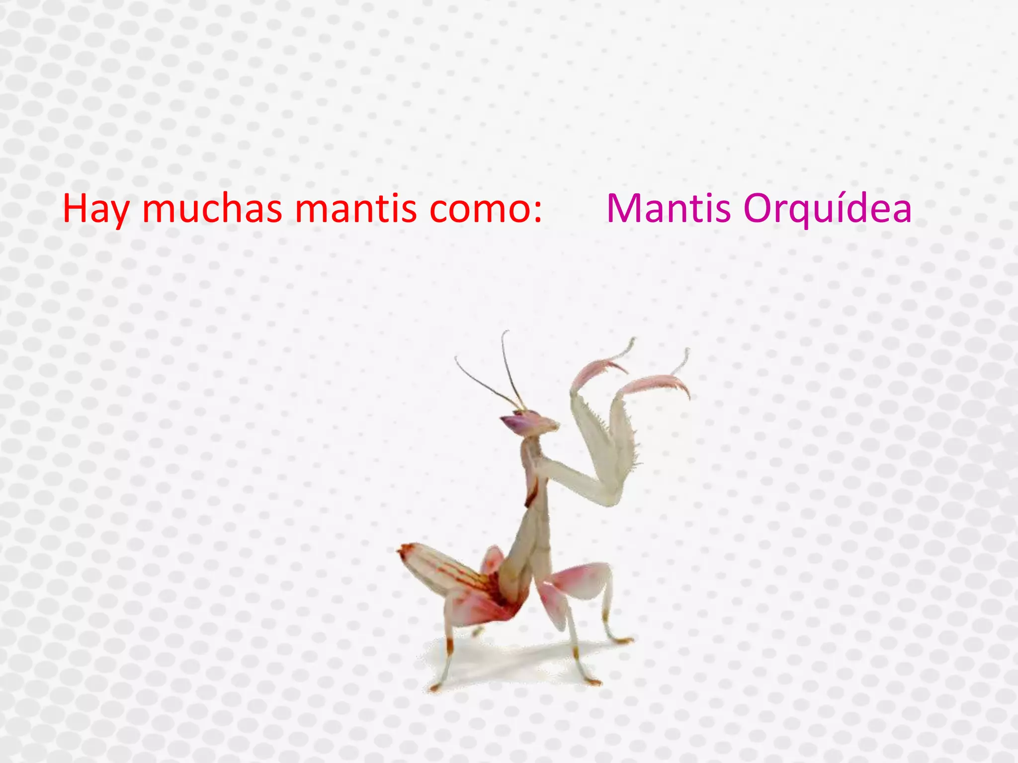 Hay muchas mantis como: Mantis Orquídea
 