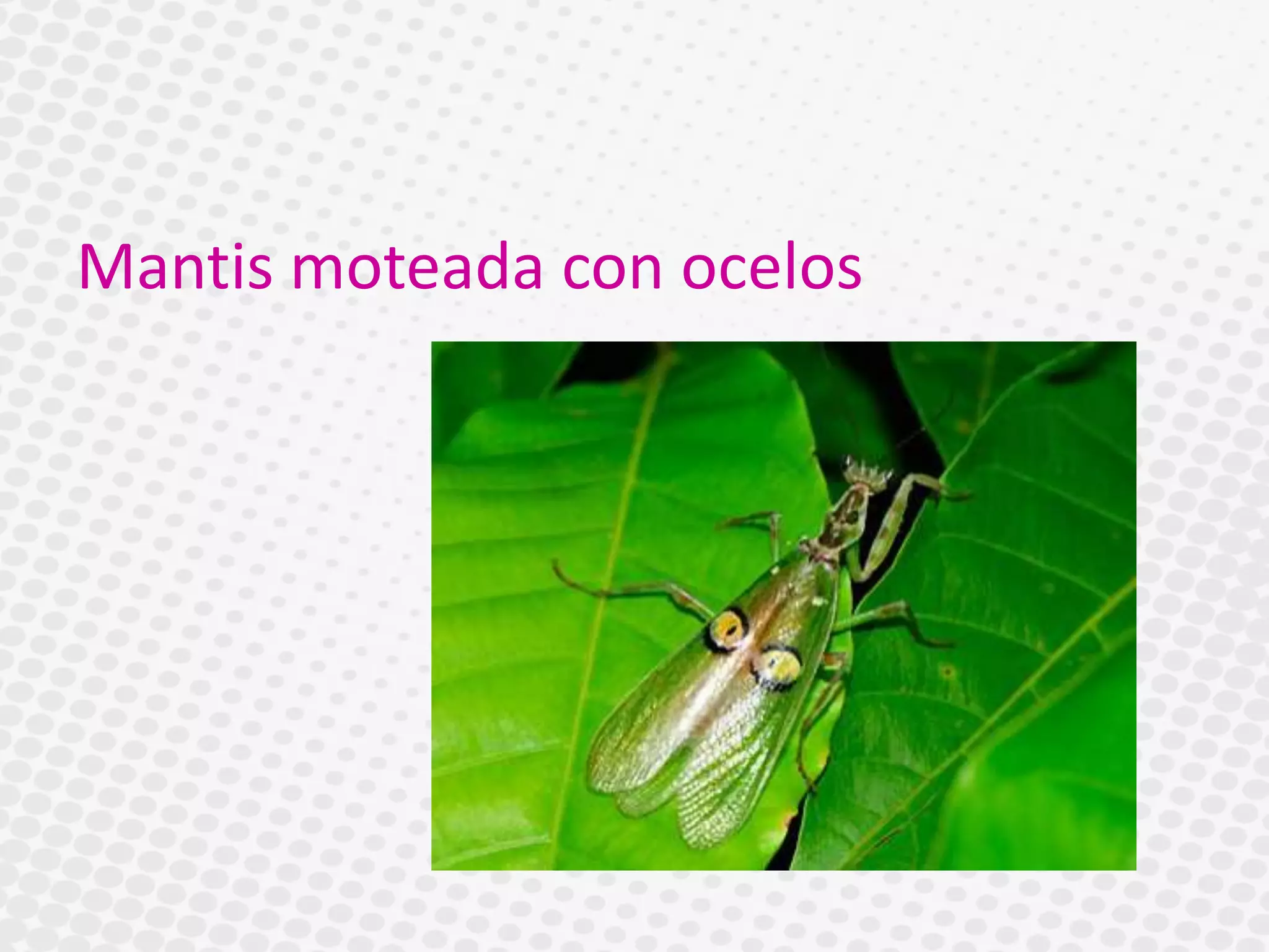 Mantis moteada con ocelos
 
