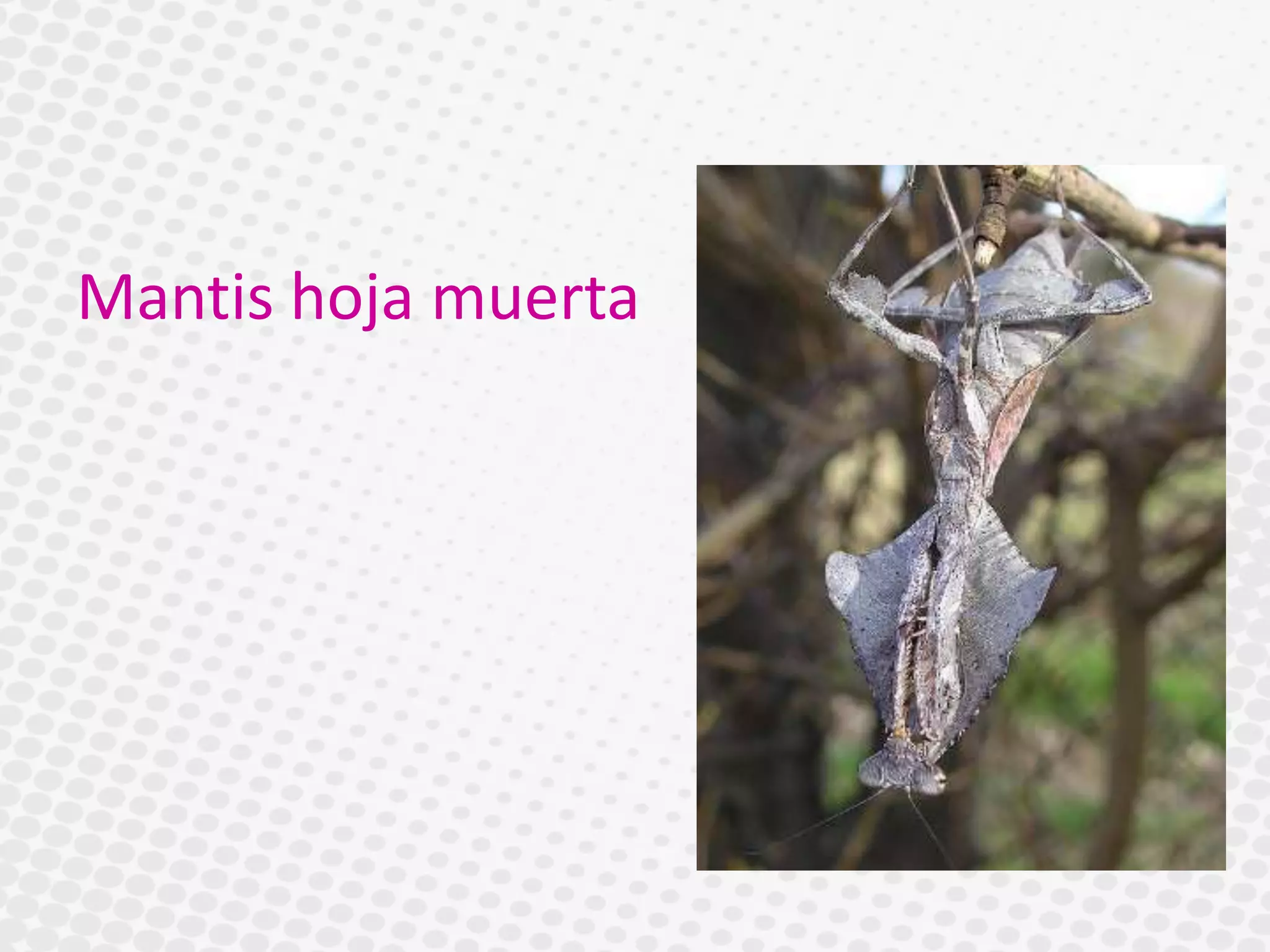 Mantis hoja muerta
 