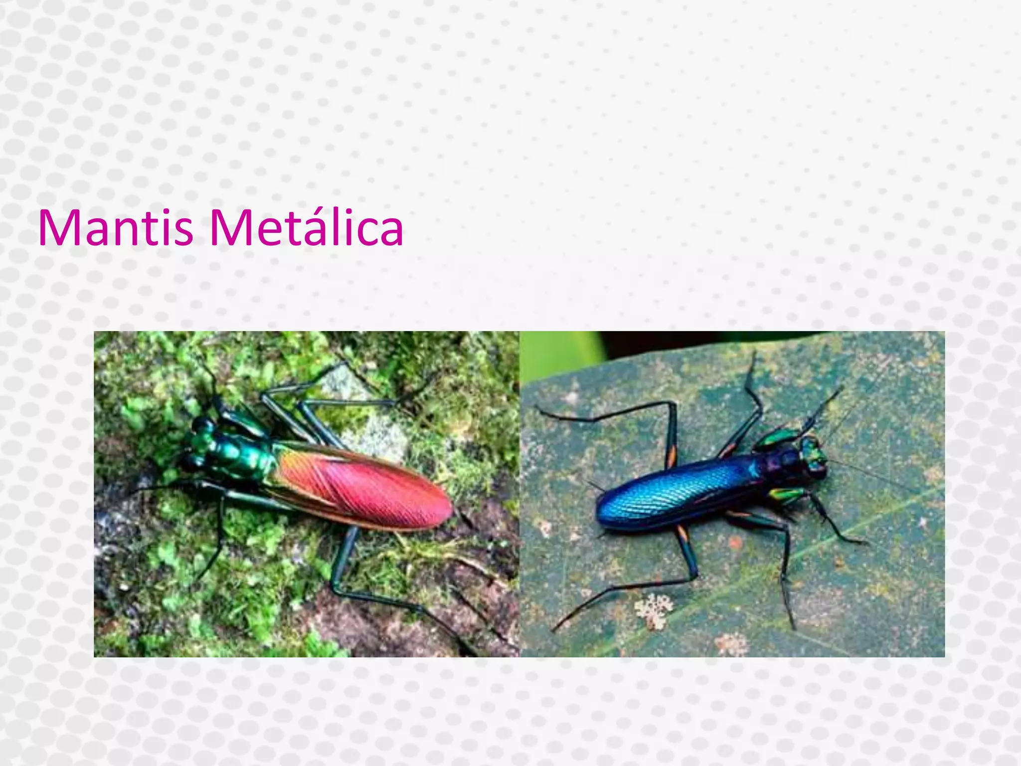 Mantis Metálica
 
