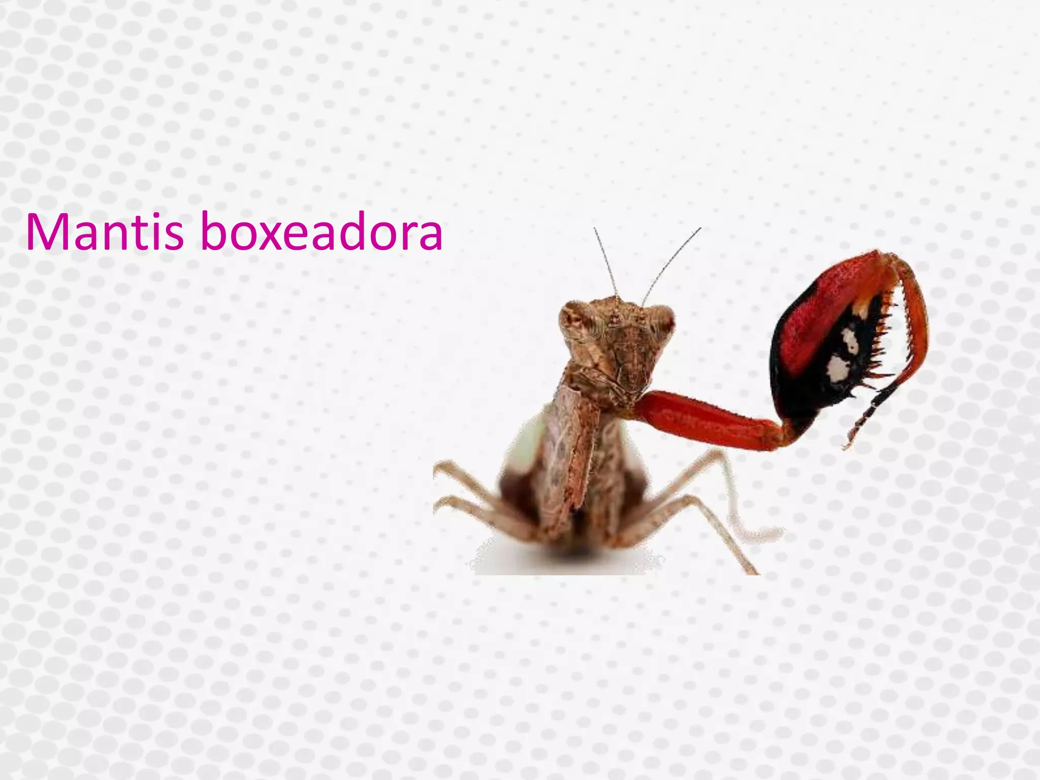 Mantis boxeadora
 