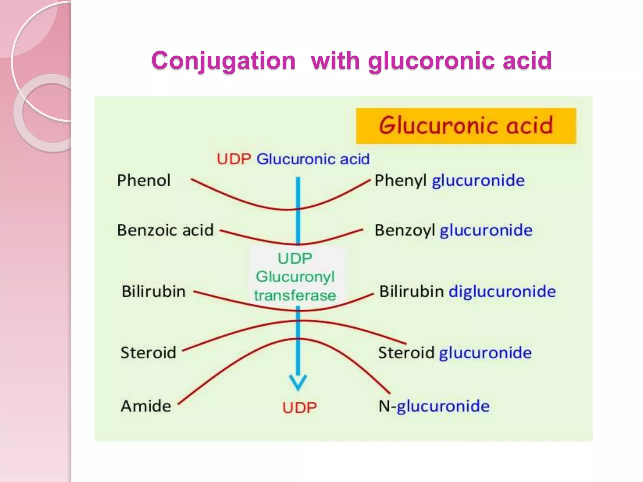 Conjugation with glucoronic acid
 