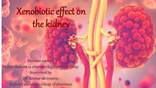 Xenobiotic effect on
the kidney
Maysam nameer
Higher diploma in pharmacology and toxicology
Supervised by
Dr. Ammar ali hussein
Baghdad university college of pharmacy
 