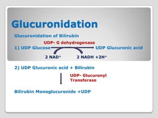 Glucuronidation
Glucuronidation of Bilirubin
            UDP- G dehydrogenase
1) UDP Glucose                       UDP Glucuronic acid

             2 NAD+        2 NADH +2H+

2) UDP Glucuronic acid + Bilirubin
                        UDP- Glucuronyl
                        Transferase

Bilirubin Monoglucuronide +UDP
 