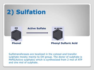2) Sulfation

               Active Sulfate




  Phenol                          Phenyl Sulfuric Acid



Sulfotransferases are localized in the cytosol and transfer
sulphate moiety mainly to OH group. The donor of sulphate is
PAPS(Active sulphate) which is synthesized from 2 mol of ATP
and one mol of sulphate.
 
