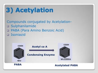 3) Acetylation
Compounds conjugated by Acetylation-
 Sulphanilamide
 PABA (Para Amino Benzoic Acid)
 Isoniazid



              Acetyl co A


           Condensing Enzyme



   PABA                        Acetylated PABA
 