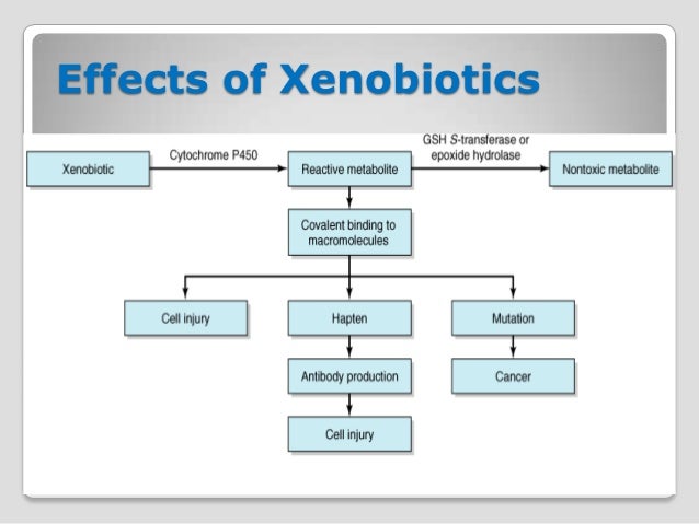 xenobiotics 51 638 jpg cb 1353670834 xenobiotics
