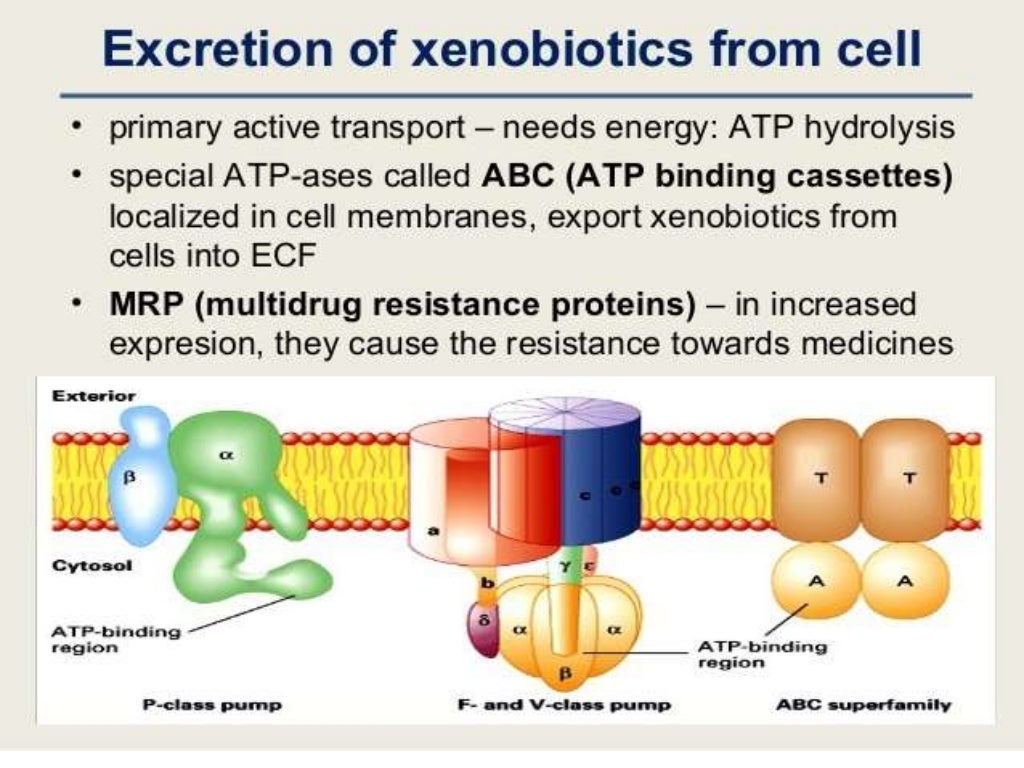 Xenobiotics