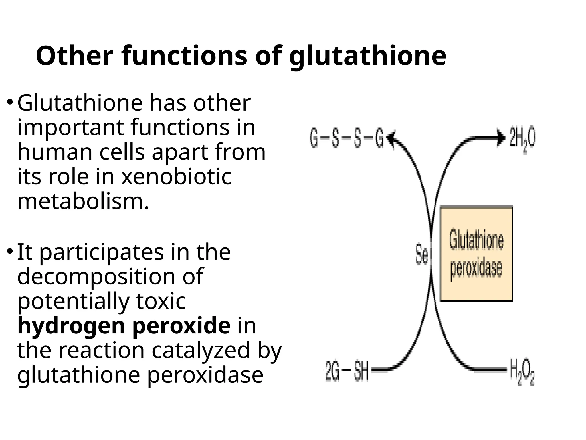 glutathione xenobiotic metabolism Xenobiotics and biochemistry.pptx Frontiers | GH and