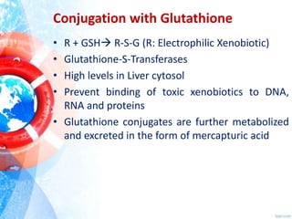 igf-1 lr3 vs cjc 1295 ipamorelin igf-1 lr3 dosage protocol for muscle growth bodybuilding CJC-1295 +  Ipamorelin