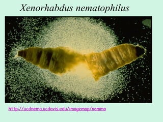 Xenorhabdus nematophilus http://ucdnema.ucdavis.edu/imagemap/nemmap/ent156html/slides/fromCD/1939/64B.GIF   