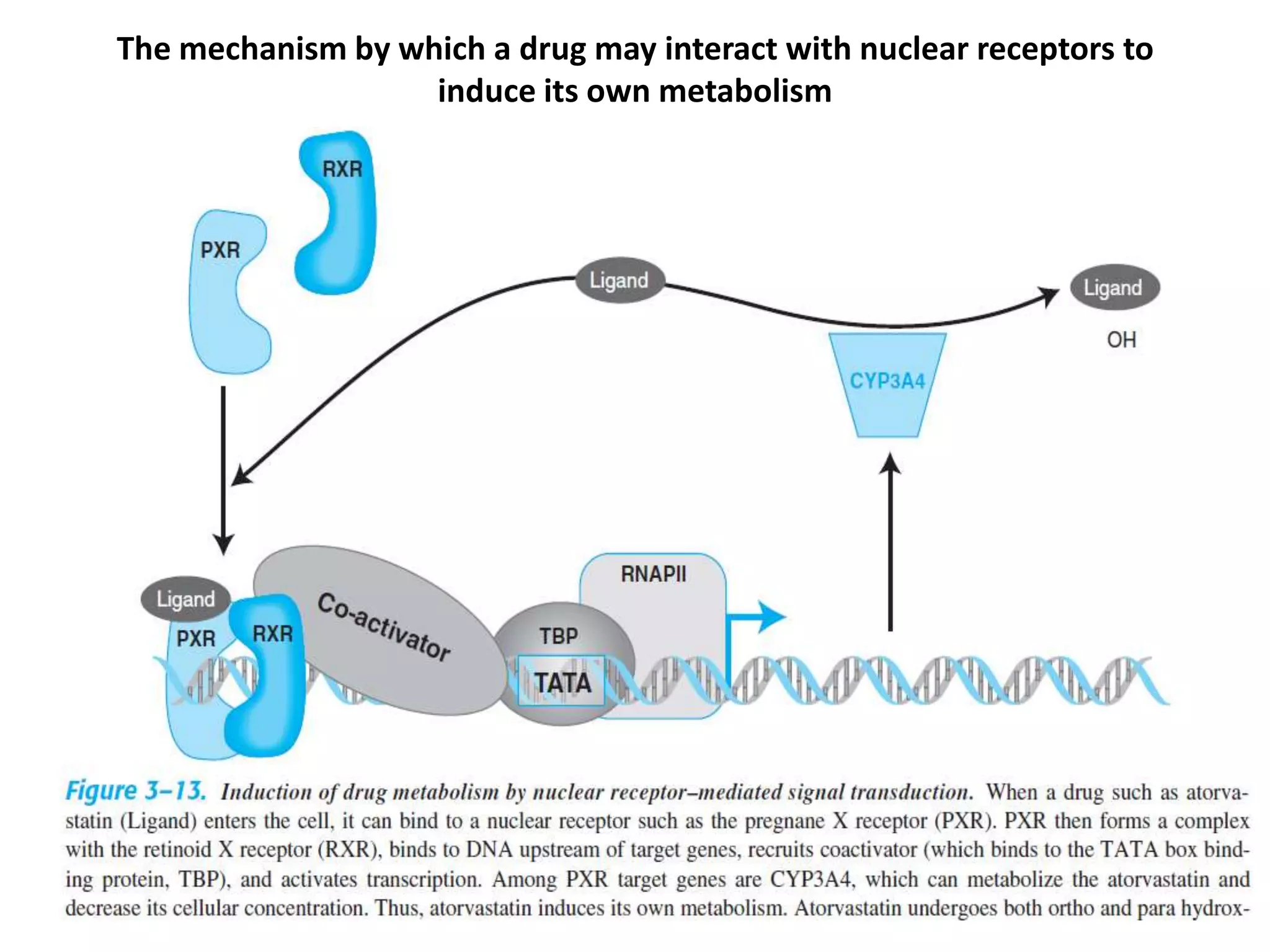 The mechanism by which a drug may interact with nuclear receptors to
                   induce its own metabolism
 