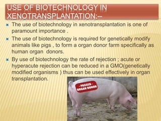 USE OF BIOTECHNOLOGY IN
XENOTRANSPLANTATION:--
 The use of biotechnology in xenotransplantation is one of
paramount importance .
 The use of biotechnology is required for genetically modify
animals like pigs , to form a organ donor farm specifically as
human organ donors.
 By use of biotechnology the rate of rejection ; acute or
hyperacute rejection can be reduced in a GMO(genetically
modified organisms ) thus can be used effectively in organ
transplantation.
 