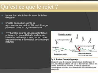 Qu’est ce que le rejet ?
 facteur important dans la transplantation
d’organe
 C'est la destruction, après sa
reconnaissance, de tout élément étranger
pénétrant dans un organisme vivant
 1ère barrière pour la xénotransplantation :
présence du sucre Gal à la surface de
toutes les cellules porcines, sucre contre
lequel l'homme a développé des anticorps
naturels.
 