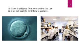 14
ii) There is evidence from prior studies that the
cells are not likely to contribute to gametes.
 