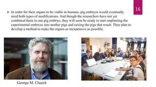 16
 In order for their organs to be viable in humans, pig embryos would eventually
need both types of modifications. And though the researchers have not yet
combined them in one pig embryo, they will soon be ready to start implanting the
experimental embryos into mother pigs and raising the pigs that result. They plan to
develop a method to make the organs as inexpensive as possible.
George M. Church
 