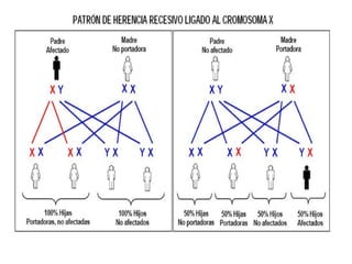 Os xenes que se atopan no segmento diferencial de X chámanse xenes
xinándricos; os que se atopan no segmento diferencial de Y
denomínanse xenes holándricos.
 