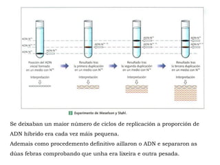 Se deixaban un maior número de ciclos de replicación a proporción de
ADN híbrido era cada vez máis pequena.
Ademais como procedemento definitivo aillaron o ADN e separaron as
dúas febras comprobando que unha era lixeira e outra pesada.
 