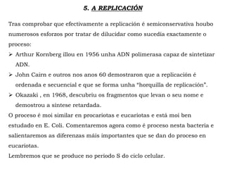 5. A REPLICACIÓN
Tras comprobar que efectivamente a replicación é semiconservativa houbo
numerosos esforzos por tratar de dilucidar como sucedía exactamente o
proceso:
 Arthur Kornberg illou en 1956 unha ADN polimerasa capaz de sintetizar
ADN.
 John Cairn e outros nos anos 60 demostraron que a replicación é
ordenada e secuencial e que se forma unha “horquilla de replicación”.
 Okazaki , en 1968, descubriu os fragmentos que levan o seu nome e
demostrou a síntese retardada.
O proceso é moi similar en procariotas e eucariotas e está moi ben
estudado en E. Coli. Comentaremos agora como é proceso nesta bacteria e
salientaremos as diferenzas máis importantes que se dan do proceso en
eucariotas.
Lembremos que se produce no período S do ciclo celular.
 