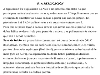 5. A REPLICACIÓN
A replicación ou duplicación do ADN é un proceso complexo no que
participan moitas enzimas entre as que destacan as ADN-polimerasas que se
encargan de sintetizar as novas cadeas a partir das cadeas patrón. En
procariotas hai 3 ADN-polimerasas e en eucariotas coñecemos 5.
Para que se poida levar a cabo a síntese das novas cadeas é preciso que a
dobre hélice se desenrrole para permitir o acceso das polimerasas ás cadeas
que van a servir de molde.
Fase de Inicio: en procariotas comeza nun só punto denominado ORI C
(Monofocal), mentres que en eucariotas sucede simultaneamente en varios
puntos chamados replicones (Multifocal) grazas a existencia dunha señal de
incio (rica en A e T). Na separación da dobre hélice participan diversas
enzimas: helicasas (rompen as pontes de H entre as bases), topoisomerasas
(impiden as torsións), as proteínas SSB (estabilizan a estrutura)... A
actuación destas enzimas forma a horquilla de replicación que permite ás
polimerasas acceder ás cadeas patrón.
 