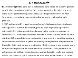 5. A REPLICACIÓN
Fase de Elongación: para que a polimerasa sexa capaz de iniciar o proceso
para ir sintetizando nucleótidos (nt) complementarios da cadea que serve
como molde (parental ou patrón) precisa de fragmentos curtos de ARN
(primer ou cebador) que son sintetizados por unha enzima chamada
primasa.
A ADN-polimerasa III engade desoxirribonucleótidos complementarios da
cadea parental a partir do cebador, pero só pode engadilos a partir do
extremo 3´-OH polo que a síntese da nova cadea prodúcese sempre en
dirección 5´-3´. Como consecuencia deste feito fórmase unha cadea de xeito
continuo (febra condutora ou continua) e a que se está a sintetizar enfronte
faino de modo discontinuo (febra retardada) en fragmentos (fragmentos de
Okazaki). Esto é así porque a replicación é bidireccional o que provoca que a
horquilla de replicación se mova nas dúas direccións, pero por contra as
polimerasas só actúan, como dixemos, nunha dirección tendo que esperar
nunha das cadeas a que a horquilla se abra para poder sintetizar a cadea.
 