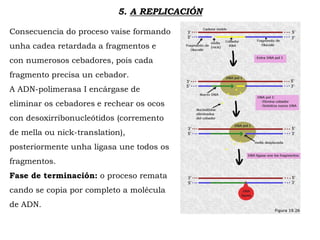 5. A REPLICACIÓN
Consecuencia do proceso vaise formando
unha cadea retardada a fragmentos e
con numerosos cebadores, pois cada
fragmento precisa un cebador.
A ADN-polimerasa I encárgase de
eliminar os cebadores e rechear os ocos
con desoxirribonucleótidos (corremento
de mella ou nick-translation),
posteriormente unha ligasa une todos os
fragmentos.
Fase de terminación: o proceso remata
cando se copia por completo a molécula
de ADN.
 