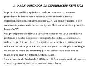 1. O ADN, PORTADOR DA INFORMACIÓN XENÉTICA
As primeiras análises químicas revelaron que os cromosomas
(portadores da información xenética como reflectía a teoría
cromosómica) están constituídos por ADN, un ácido nucleico, e por
proteínas a partes máis ou menos iguais. Esto xa se sabía a principios
do século XX.
Nun principio os científicos dubidaban entre estes dous candidatos
(proteínas e ácidos nucleicos) como portadores desta información.
Incluso as proteínas tiñan máis apoios, pois había un coñecemento
maior da natureza química das proteínas (se sabía xa que eran longas
cadeas de aa cuxa orde variaba) que dos ácidos nucleicos que se
pensaba que eran un tetranucleótido cíclico.
O experimento de Frederick Griffith en 1928, sen sabelo nin el mesmo,
supuxo o primeiro paso para resolver este dilema…
 