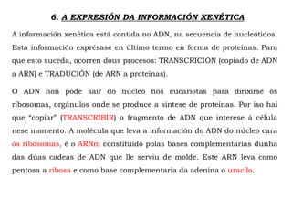 6. A EXPRESIÓN DA INFORMACIÓN XENÉTICA
A información xenética está contida no ADN, na secuencia de nucleótidos.
Esta información exprésase en último termo en forma de proteínas. Para
que esto suceda, ocorren dous procesos: TRANSCRICIÓN (copiado de ADN
a ARN) e TRADUCIÓN (de ARN a proteínas).
O ADN non pode saír do núcleo nos eucariotas para dirixirse ós
ribosomas, orgánulos onde se produce a síntese de proteínas. Por iso hai
que “copiar” (TRANSCRIBIR) o fragmento de ADN que interese á célula
nese momento. A molécula que leva a información do ADN do núcleo cara
ós ribosomas, é o ARNm constituído polas bases complementarias dunha
das dúas cadeas de ADN que lle serviu de molde. Este ARN leva como
pentosa a ribosa e como base complementaria da adenina o uracilo.
 