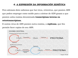 6. A EXPRESIÓN DA INFORMACIÓN XENÉTICA
Pero ademais disto sabemos que hai virus, retrovirus, que posúen ARN
que poden empregar como molde para a síntese de ADN grazas a que
posúen unha enzima denominada transcriptasa inversa ou
retrotranscriptasa.
E outros virus de ARN posúen outra enzima, a replicasa, que lles
permite facer copias do seu ARN.
 