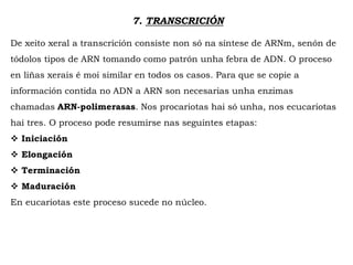 7. TRANSCRICIÓN
De xeito xeral a transcrición consiste non só na síntese de ARNm, senón de
tódolos tipos de ARN tomando como patrón unha febra de ADN. O proceso
en liñas xerais é moi similar en todos os casos. Para que se copie a
información contida no ADN a ARN son necesarias unha enzimas
chamadas ARN-polimerasas. Nos procariotas hai só unha, nos ecucariotas
hai tres. O proceso pode resumirse nas seguintes etapas:
 Iniciación
 Elongación
 Terminación
 Maduración
En eucariotas este proceso sucede no núcleo.
 