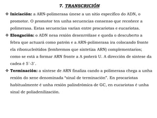 7. TRANSCRICIÓN
 Iniciación: a ARN-polimerasa únese a un sitio específico do ADN, o
promotor. O promotor ten unha secuencias consenso que recoñece a
polimerasa. Estas secuencias varían entre procariotas e eucariotas.
 Elongación: o ADN nesa rexión desenrrólase e queda o descuberto a
febra que actuará como patrón e a ARN-polimerasa ira colocando fronte
ela ribonucleótidos (lembremos que sintetiza ARN) complementarios;
como se está a formar ARN fronte a A poñerá U. A dirección de síntese da
cadea é 5´-3´.
 Terminación: a síntese de ARN finaliza cando a polimerasa chega a unha
rexión do xene denominada “sinal de terminación”. En procariotas
habitualmente é unha rexión palindrómica de GC, en eucariotas é unha
sinal de poliadenilización.
 