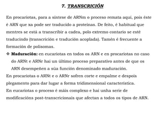 En procariotas, para a síntese de ARNm o proceso remata aquí, pois éste
é ARN que xa pode ser traducido a proteínas. De feito, é habitual que
mentres se está a transcribir a cadea, polo extremo contario se esté
traducindo (transcrición e tradución acoplada). Tamén é frecuente a
formación de polisomas.
 Maduración: en eucariotas en todos os ARN e en procariotas no caso
do ARNt e ARNr hai un último proceso preparativo antes de que os
ARN desempeñen a súa función denominado maduración.
En procariotas o ARNt e o ARNr sofren corte e empalme e despois
plegamento para dar lugar a forma tridimensional característica.
En eucariotas o proceso é máis complexo e hai unha serie de
modificacións post-transcricionais que afectan a todos os tipos de ARN.
7. TRANSCRICIÓN
 