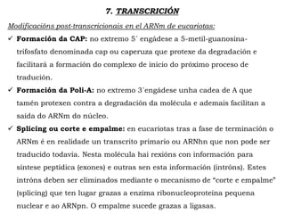7. TRANSCRICIÓN
Modificacións post-transcricionais en el ARNm de eucariotas:
 Formación da CAP: no extremo 5´ engádese a 5-metil-guanosina-
trifosfato denominada cap ou caperuza que protexe da degradación e
facilitará a formación do complexo de inicio do próximo proceso de
tradución.
 Formación da Poli-A: no extremo 3´engádese unha cadea de A que
tamén protexen contra a degradación da molécula e ademais facilitan a
saída do ARNm do núcleo.
 Splicing ou corte e empalme: en eucariotas tras a fase de terminación o
ARNm é en realidade un transcrito primario ou ARNhn que non pode ser
traducido todavía. Nesta molécula hai rexións con información para
síntese peptídica (exones) e outras sen esta información (intróns). Estes
intróns deben ser eliminados mediante o mecanismo de “corte e empalme”
(splicing) que ten lugar grazas a enzima ribonucleoproteína pequena
nuclear e ao ARNpn. O empalme sucede grazas a ligasas.
 