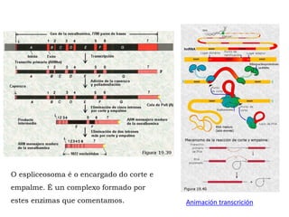 O espliceosoma é o encargado do corte e
empalme. É un complexo formado por
estes enzimas que comentamos. Animación transcrición
 