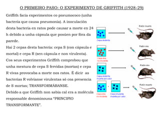 O PRIMEIRO PASO: O EXPERIMENTO DE GRIFFITH (1928-29)
Griffith facía experimentos co pneumococo (unha
bacteria que causa pneumonía). A inoculación
desta bacteria en ratos pode causar a morte en 24
h debido a unha cápsula que posúen por fóra da
parede.
Hai 2 cepas desta bacteria: cepa S (con cápsula e
mortal) e cepa R (sen cápsula e non virulenta).
Cos seus experimentos Griffith comprobou que
unha mestura de cepa S fervidas (mortas) e cepa
R vivas provocaba a morte nos ratos. É dicir as
bacterias R volvíanse virulentas só coa presencia
de S mortas; TRANSFORMÁBANSE.
Debido a que Griffith non sabía cal era a molécula
responsable denominouna “PRINCIPIO
TRANSFORMANTE”.
 