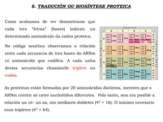 Como acabamos de ver demostrouse que
cada tres “letras” (bases) indican un
determinado aminoácido da cadea proteica.
No código xenético observamos a relación
entre cada secuencia de tres bases do ARNm
co aminoácido que codifica. A cada unha
destas secuencias chamáselle triplete ou
codón.
8. TRADUCIÓN OU BIOSÍNTESE PROTEICA
As proteínas están formadas por 20 aminoácidos distintos, mentres que o
ARNm contén só catro nucleótidos diferentes. Polo tanto, non era posible a
relación un nt- un aa, nin mediante dobletes (42 = 16). O mínimo necesario
eran tripletes (43 = 64).
 