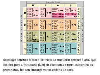 No código xenético o codón de inicio da tradución sempre é AUG que
codifica para a metionina (Met) en eucariotas e formilmetionina en
procariotas, hai sen embargo varios codóns de paro.
 