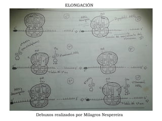 ELONGACIÓN
Debuxos realizados por Milagros Nespereira
 