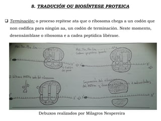 8. TRADUCIÓN OU BIOSÍNTESE PROTEICA
 Terminación: o proceso repítese ata que o ribosoma chega a un codón que
non codifica para ningún aa, un codón de terminación. Neste momento,
desensámblase o ribosoma e a cadea peptídica libérase.
Debuxos realizados por Milagros Nespereira
 