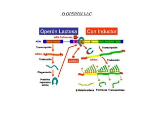 O OPERÓN LAC
 