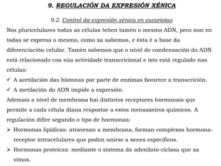 9. REGULACIÓN DA EXPRESIÓN XÉNICA
9.2. Control da expresión xénica en eucariotas
Nos pluricelulares todas as células teñen tamén o mesmo ADN, pero non en
todas se expresa o mesmo, como xa sabemos, e ésta é a base da
diferenciación celular. Tamén sabemos que o nivel de condensación do ADN
está relacionado coa súa actividade transcricional e isto está regulado nas
células:
 A acetilación das histonas por parte de enzimas favorece a transcrición.
 A metilación do ADN impide a expresión.
Ademais a nivel de membrana hai distintos receptores hormonais que
permite a cada célula diana respostar a estos mensaxeiros químicos. A
regulación difire segundo o tipo de hormonas:
 Hormonas lipídicas: atravesan a membrana, forman complexos hormona-
receptor intracelulares que poden unirse a xenes específicos.
 Hormonas proteicas: mediante o sistema da adenilato-ciclasa que xa
vimos.
 