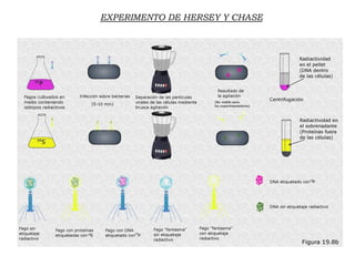 EXPERIMENTO DE HERSEY Y CHASE
 