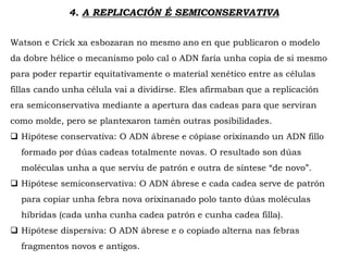 4. A REPLICACIÓN É SEMICONSERVATIVA
Watson e Crick xa esbozaran no mesmo ano en que publicaron o modelo
da dobre hélice o mecanismo polo cal o ADN faría unha copia de si mesmo
para poder repartir equitativamente o material xenético entre as células
fillas cando unha célula vai a dividirse. Eles afirmaban que a replicación
era semiconservativa mediante a apertura das cadeas para que serviran
como molde, pero se plantexaron tamén outras posibilidades.
 Hipótese conservativa: O ADN ábrese e cópiase orixinando un ADN fillo
formado por dúas cadeas totalmente novas. O resultado son dúas
moléculas unha a que servíu de patrón e outra de síntese “de novo”.
 Hipótese semiconservativa: O ADN ábrese e cada cadea serve de patrón
para copiar unha febra nova orixinanado polo tanto dúas moléculas
híbridas (cada unha cunha cadea patrón e cunha cadea filla).
 Hipótese dispersiva: O ADN ábrese e o copiado alterna nas febras
fragmentos novos e antigos.
 