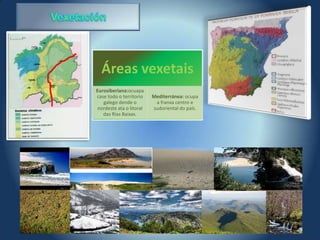 Áreas vexetais
Eurosiberiana:ocuapa
case todo o territorio    Mediterránea: ocupa
   galego dende o          a franxa centro e
 nordeste ata o litoral   sudoriental do país.
   das Rías Baixas.
 