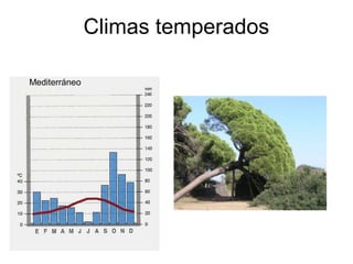 Climas temperados
Mediterráneo

 