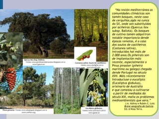 “ Na rexión mediterránea as  comunidades climácicas son  tamén bosques, neste caso  de cerquiños,agás na cunca  do Sil, onde son substituídos  por aciñeiras  (Quercus ilex   subsp.  Ballota ). Os bosques  de cultivo tamén adquiriron  notable importancia dende  épocas remotas, é o caso  dos soutos de castiñeiros  (Castanea sativa ),  introducidos hai máis de  2.000 anos.Os piñeirais son  de implantación máis  recente, especialmente o  Pinus pinaster  (piñeiro  marítimo ou galego) chegado dende Portugal no século  XVII. Máis recentemente  Introducíuse o eucalipto  (Eucaliptus globulus ),  orixinario de Australia  e que comezou a cultivarse a partir de mediados do  século XIX, malia os problemas  medioambientais que xera.” J.A. Aldrey e Rubén C. Lois: Breve xeografía de Galicia .  Ed. A Nosa Terra.   