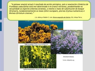 “ A paisaxe vexetal actual é resultado da acción antrópica, pois a vexetación climácica de  Frondosas caducifolias está moi deteriorada e en franco retroceso, predominando na  Actualidade as especies arbóreas foráneas, o mesmo o mato de substitución do bosque  Orixinario, fundamentalmente os toxos  (Ullici europaei) , piornos  (Cytisus lusitanicus)  e  Breixos  (Ericetum cinerae) .” J.A. Aldrey e Rubén C. Lois:  Breve xeografía de Galicia . Ed. A Nosa Terra.   