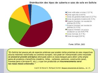 “ En Galicia hai poucos pés de especies arbóreas que acaden tallas próximas ás súas respectivas  alturas máximas rexistradas no contexto europeo. Isto pode ser interpretado como resultado  da  ancestral presión antrópica  efectuada sobre os nosos bosques para obter unha ampla  gama de produtos e beneficios  (madeira, leñas,  carboneo, pastoreo, construción naval,  travesas para o ferrocarril, etc.), o que ten producido un  rexuvenecemento xeral  nas nosas masas arboradas .” A partir de Manuel A. Rodríguez Guitián:  Bosques monumentais de Galicia...  op. cit.   