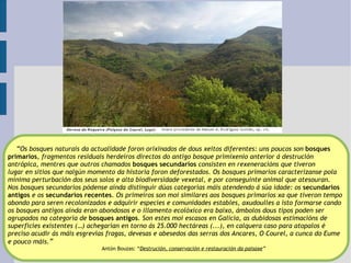 “ Os bosques naturais da actualidade foron orixinados de dous xeitos diferentes: uns poucos son  bosques  primarios , fragmentos residuais herdeiros directos do antigo bosque primixenio anterior á destrución  antrópica, mentres que outros chamados  bosques secundarios  consisten en rexeneracións que tiveron  lugar en sitios que nalgún momento da historia foron deforestados. Os bosques primarios caracterízanse pola  mínima perturbación dos seus solos e alta biodiversidade vexetal, e por conseguinte animal que atesouran.  Nos bosques secundarios pódense aínda distinguir dúas categorías máis atendendo á súa idade: os  secundarios  antigos  e os  secundarios recentes .  Os primeiros son moi similares aos bosques primarios xa que tiveron tempo  abondo para seren recolonizados e adquirir especies e comunidades estables, axudoulles a isto formarse cando  os bosques antigos aínda eran abondosos e o illamento ecolóxico era baixo, ámbolos dous tipos poden ser  agrupados na categoría de  bosques antigos . Son estes moi escasos en Galicia, as dubidosas estimacións de  superficies existentes (…) achegarían en torno ás 25.000 hectáreas (...), en calquera caso para atopalos é  preciso acudir ás máis esgrevias fragas, devesas e abesedos das serras dos Ancares, O Courel, a cunca do Eume  e pouco máis. ” Antón Bouzas: “ Destrución, conservación e restauración da paisaxe ”   