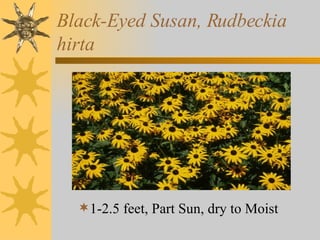 Black-Eyed Susan, Rudbeckia hirta ,[object Object]